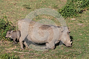 Warthog eating grass in Africa