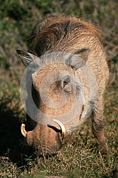 Warthog eating and grazing