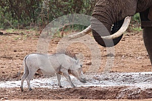 Warthog elephant standoff