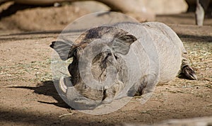 Warthog enjoying a siesta in the sun