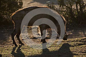 Warthog in evening light