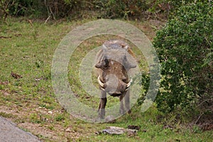 Warthog facing the observer at Addo Elephant National Park