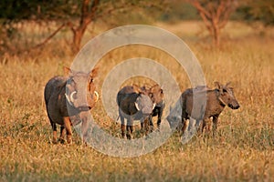 Warthog family photo