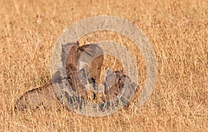 A Warthog Family