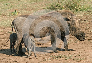 Warthog family