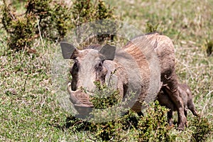 Warthog family with baby piglets, Ethiopia