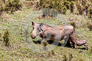 Warthog family with baby piglets, Ethiopia