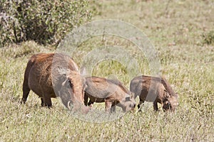 Warthog family grazing grass