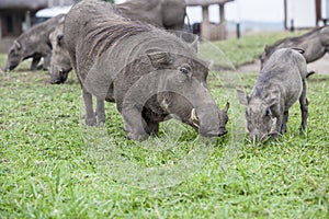 Warthog family at lodge in Queen-Elizabeth-Park Uganda, Africa