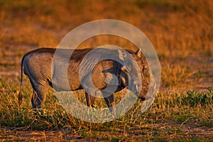 Warthog family, two young, in the green wet season African landscape. rown wild animal. Close-up detail of animal in nature