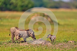 Warthog family, two young, in the green wet season African landscape. rown wild animal. Close-up detail of animal in nature