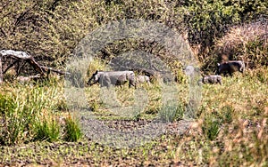 warthog family walking together in the grassland i