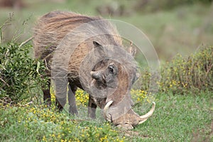 A warthog feeding