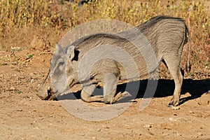 Warthog feeding in natural habitat
