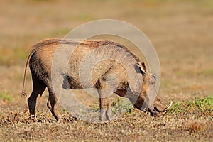 Warthog feeding in natural habitat, Addo Elephant National Park, South Africa