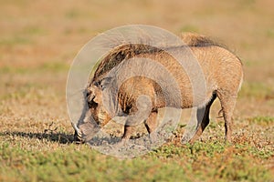 Warthog feeding in natural habitat - South Africa