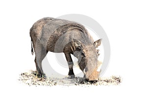 Warthog feeding on short grass in artistic conversion high key