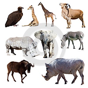 Warthog and few other African animals
