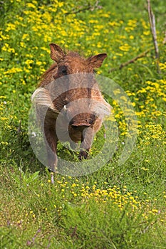 Warthog in Flowers