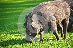 Warthog on grass