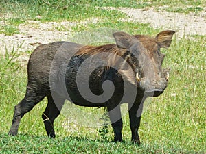 a warthog in the grassland in africa