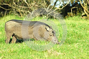 Warthog Grazing