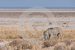 Warthog grazing along Etosha Pan