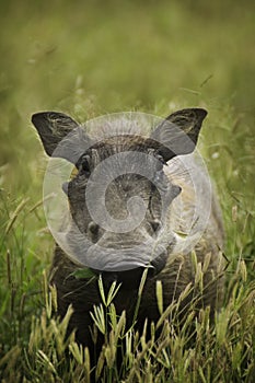 Warthog in green field photo