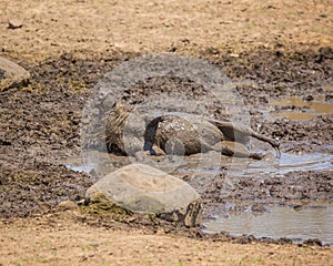 A Warthog happily wallowing in the mud