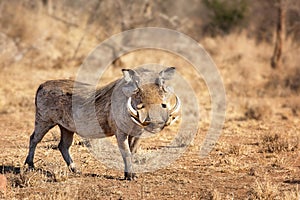 Warthog - Phacochoerus photo