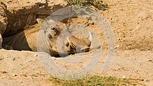 Warthog at his sweet home photo