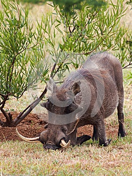 Warthog with huge tusks rooting photo