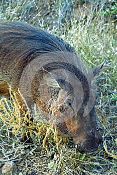 Warthog, Kasane, Botswana