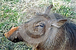 Warthog, Kasane, Botswana