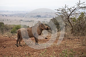 Warthog in kenya