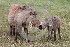 Warthog KIss photo