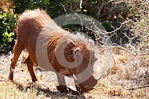 Warthog kneeling down on the grass