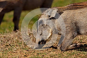 Warthog kneeling down on the ground