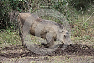 Warthog Kneeling in Mud and Feeding