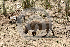 Warthog in Kruger National Park, South Africa