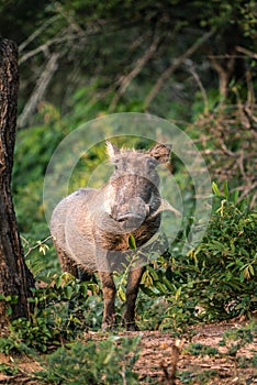 Warthog in Kruger National Park South africa with green background
