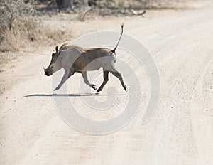 Warthog at Kruger Park South Africa