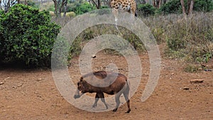 Warthog Looking For Nose To Smell Food In The Dusty Red Earth In Africa Reserve