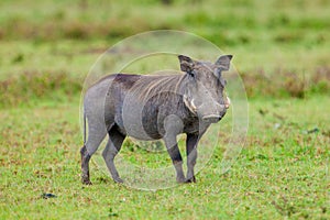 Warthog looking straight ahead