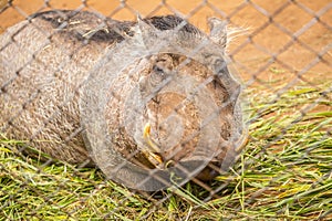 Warthog lying down behind a metal fence in Kenya animal orphanage