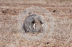 Warthog lying in dry short grass