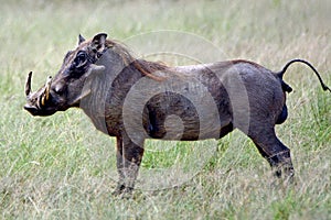 Warthog, Maasai Mara Game Reserve, Kenya