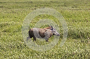 Warthog in Maasai Mara, Kenya