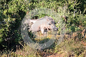 Warthog male in bush