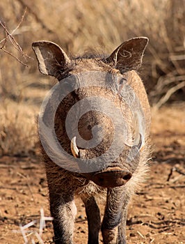 Warthog Male Close-up
